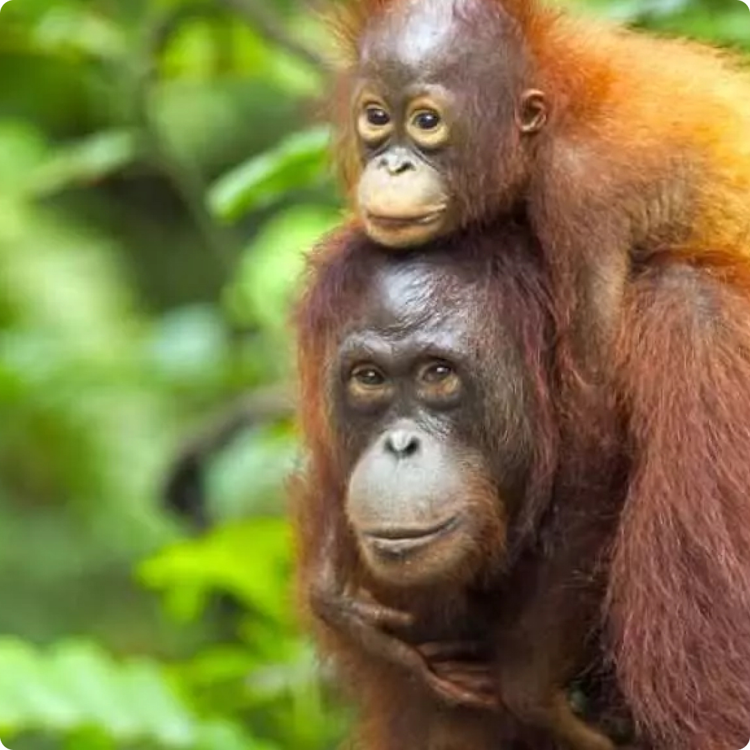 bornean orang utan
