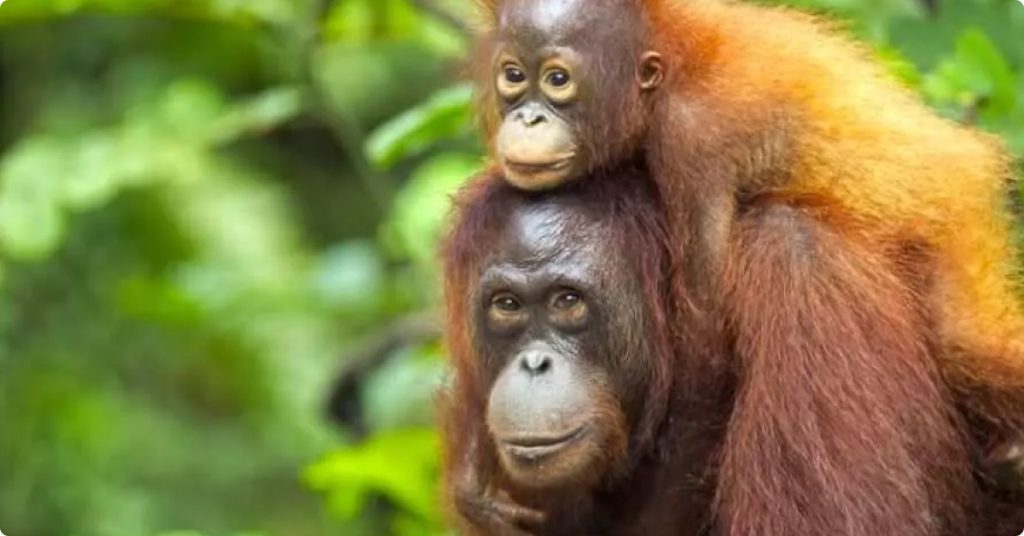bornean orang utan