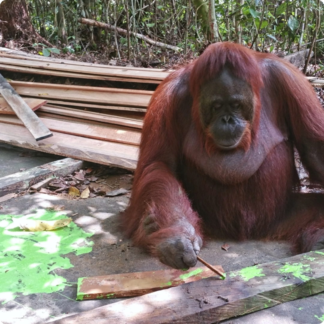 bornean orang utan