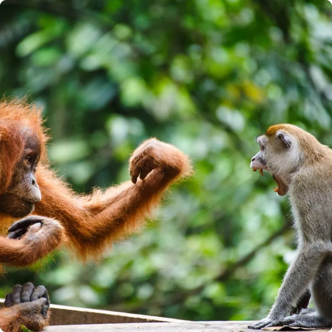 bornean orang utan