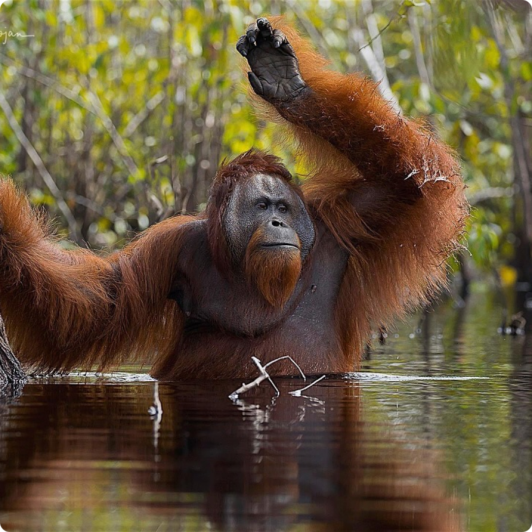 bornean orang utan