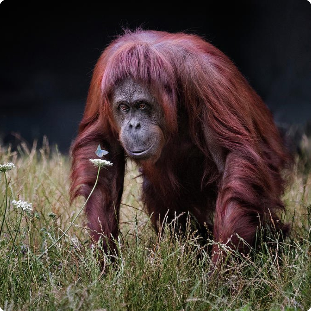 orang utan