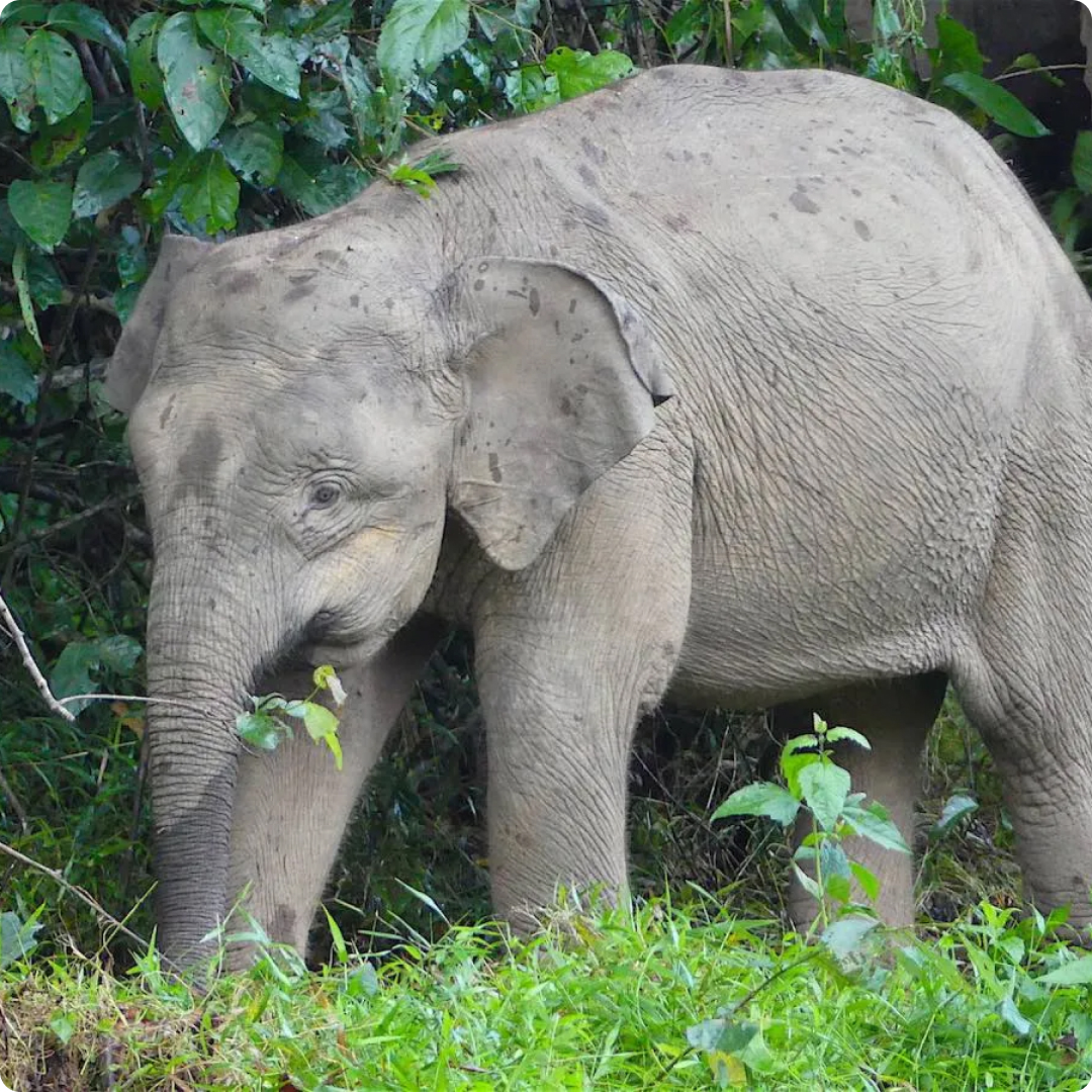 Pygmy Elephant