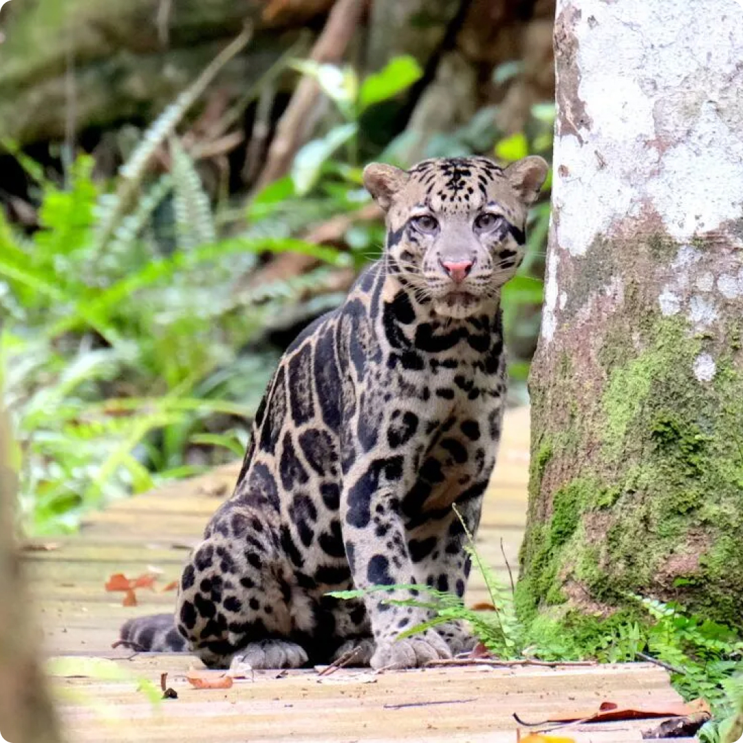 Bornean Clouded Leopard