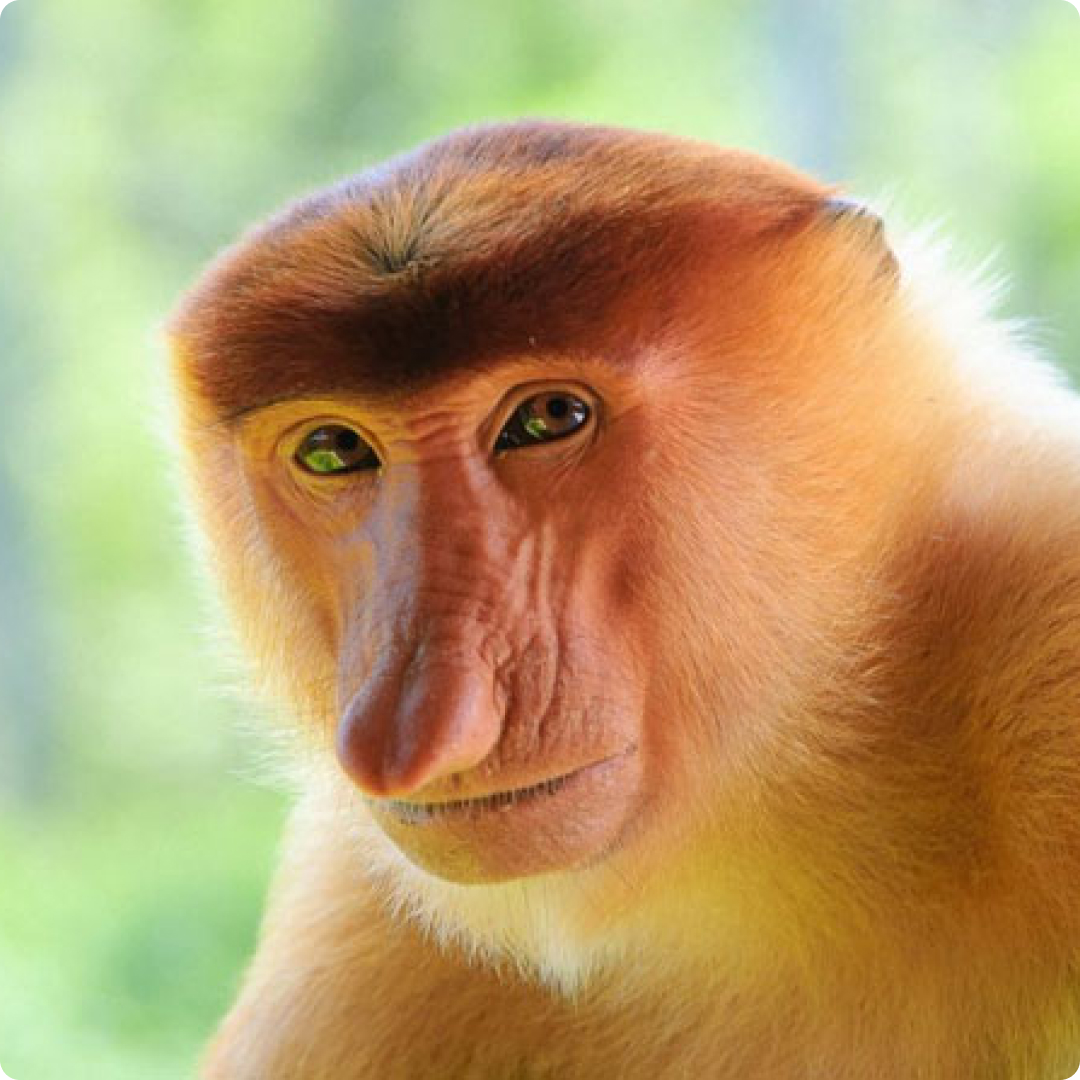 Proboscis Monkey
