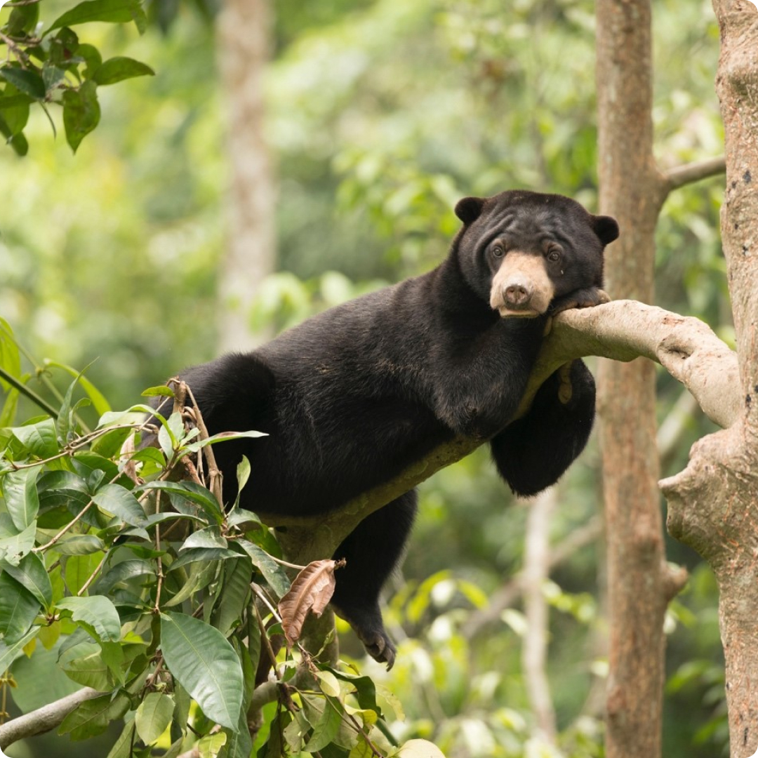 Sun Bear
