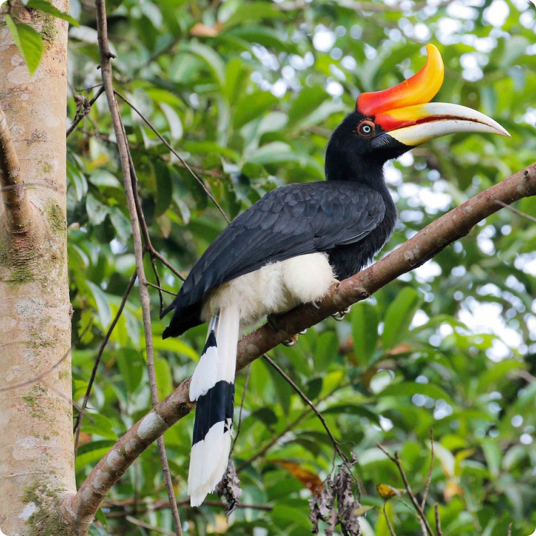 hornbill
