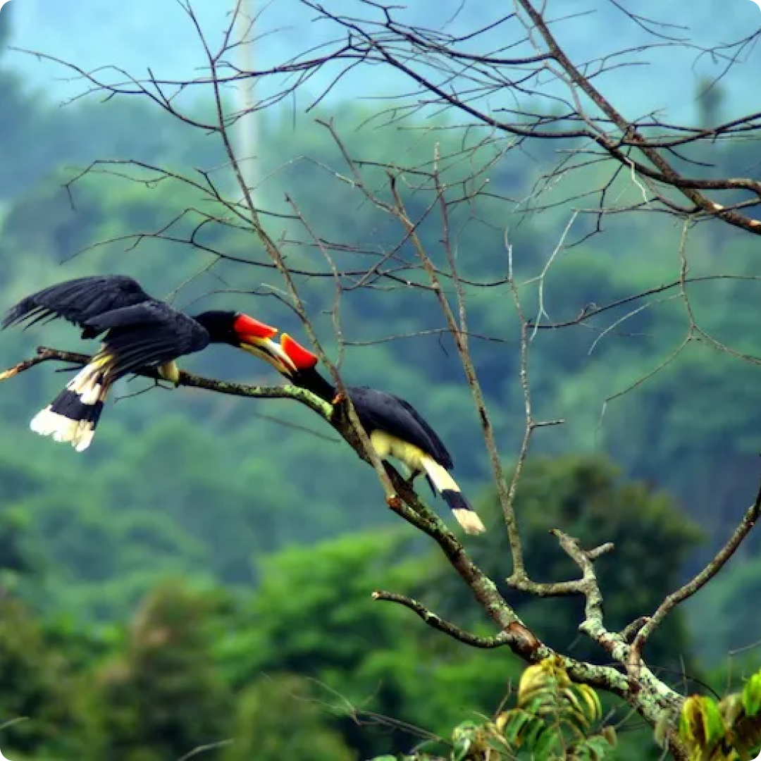 borneo flora and fauna