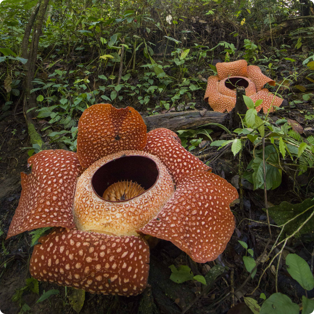 rafflesia