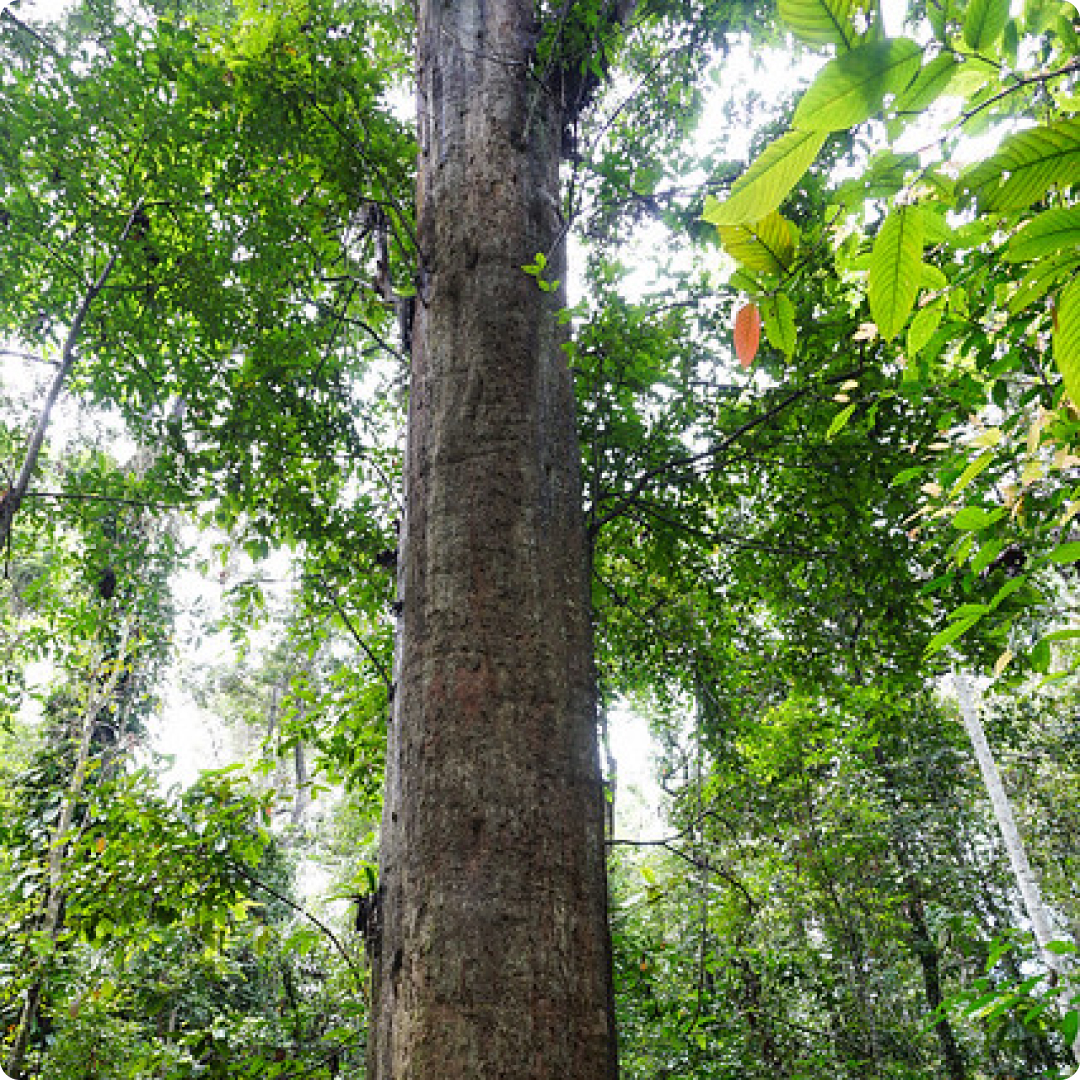 borneo ironwood