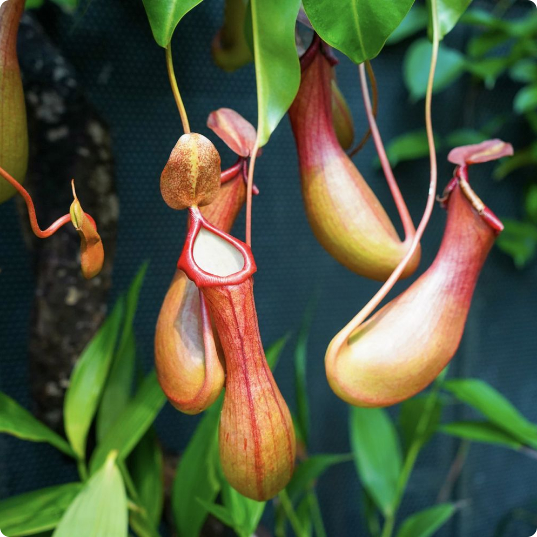 Nepenthes