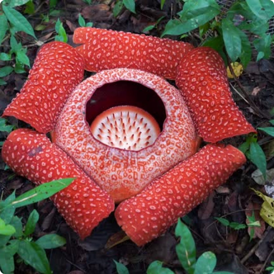 borneo flora and fauna