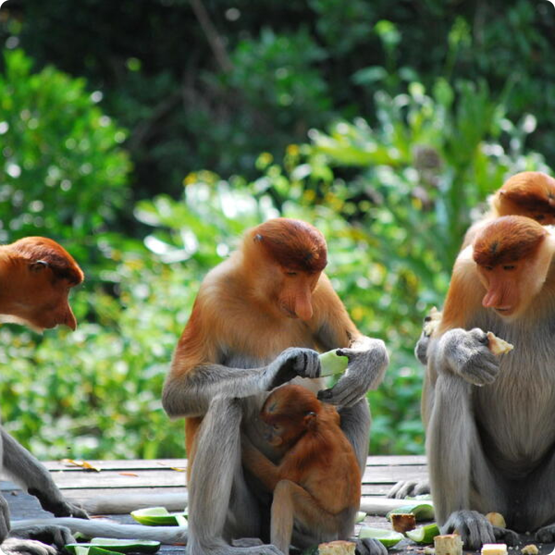 borneo flora and fauna