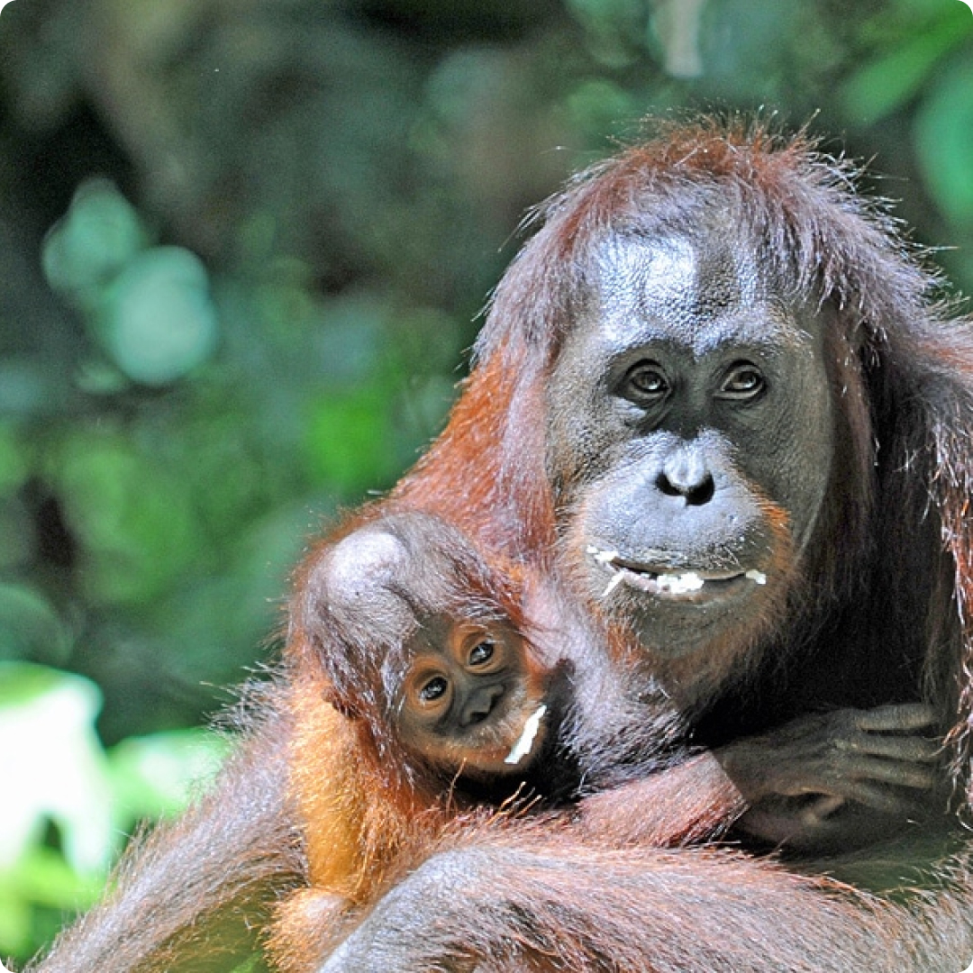 borneo flora and fauna