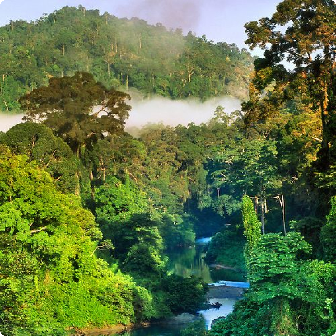 borneo flora and fauna