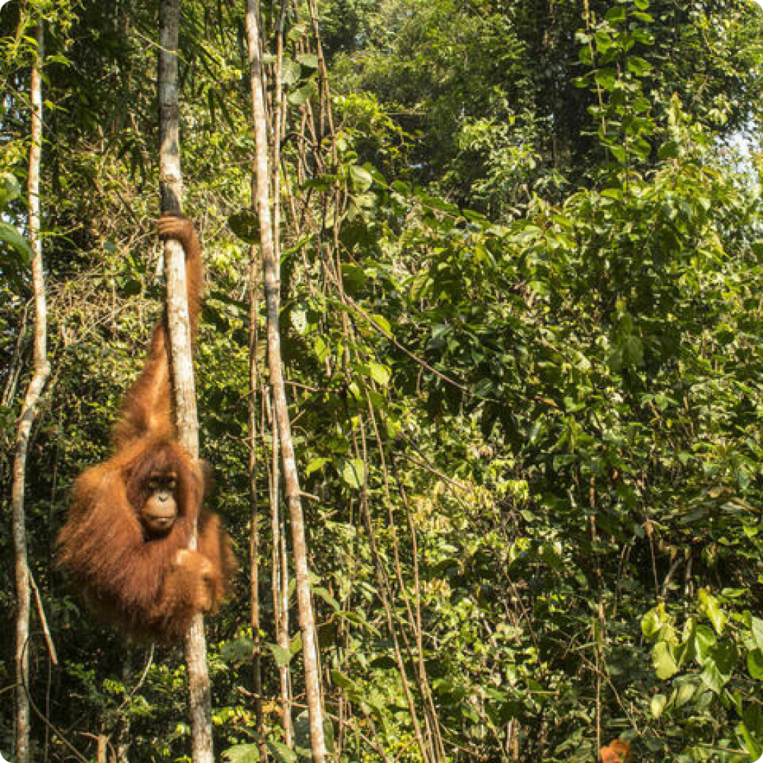 borneo jungle