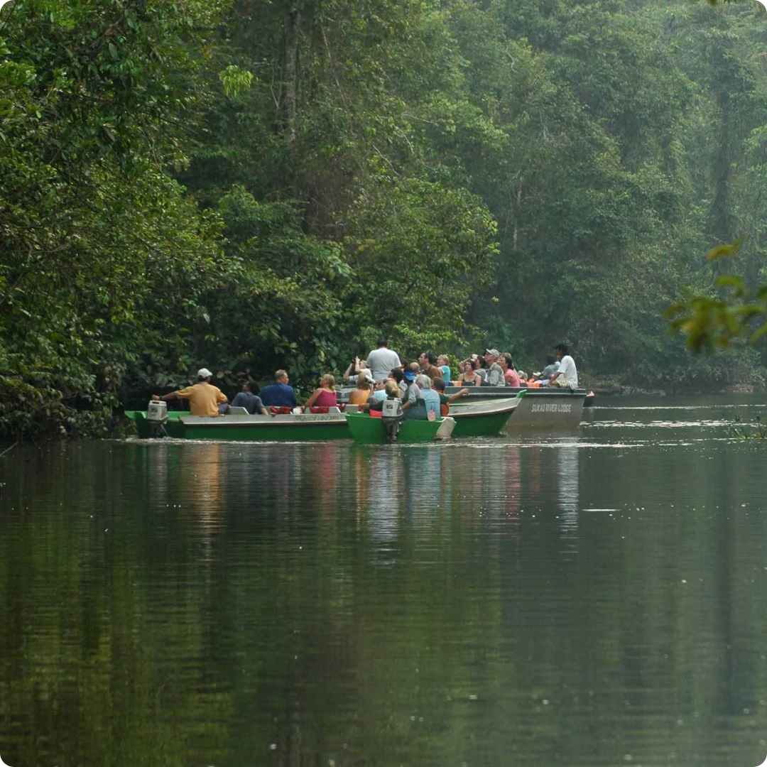 borneo jungle