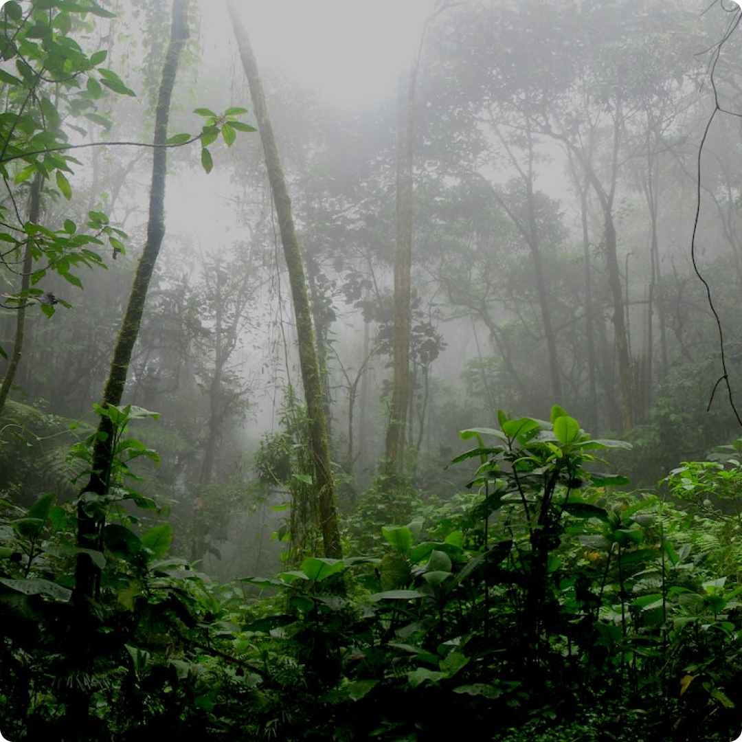 borneo rainforest