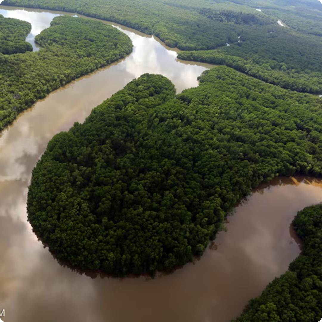 borneo rainforest