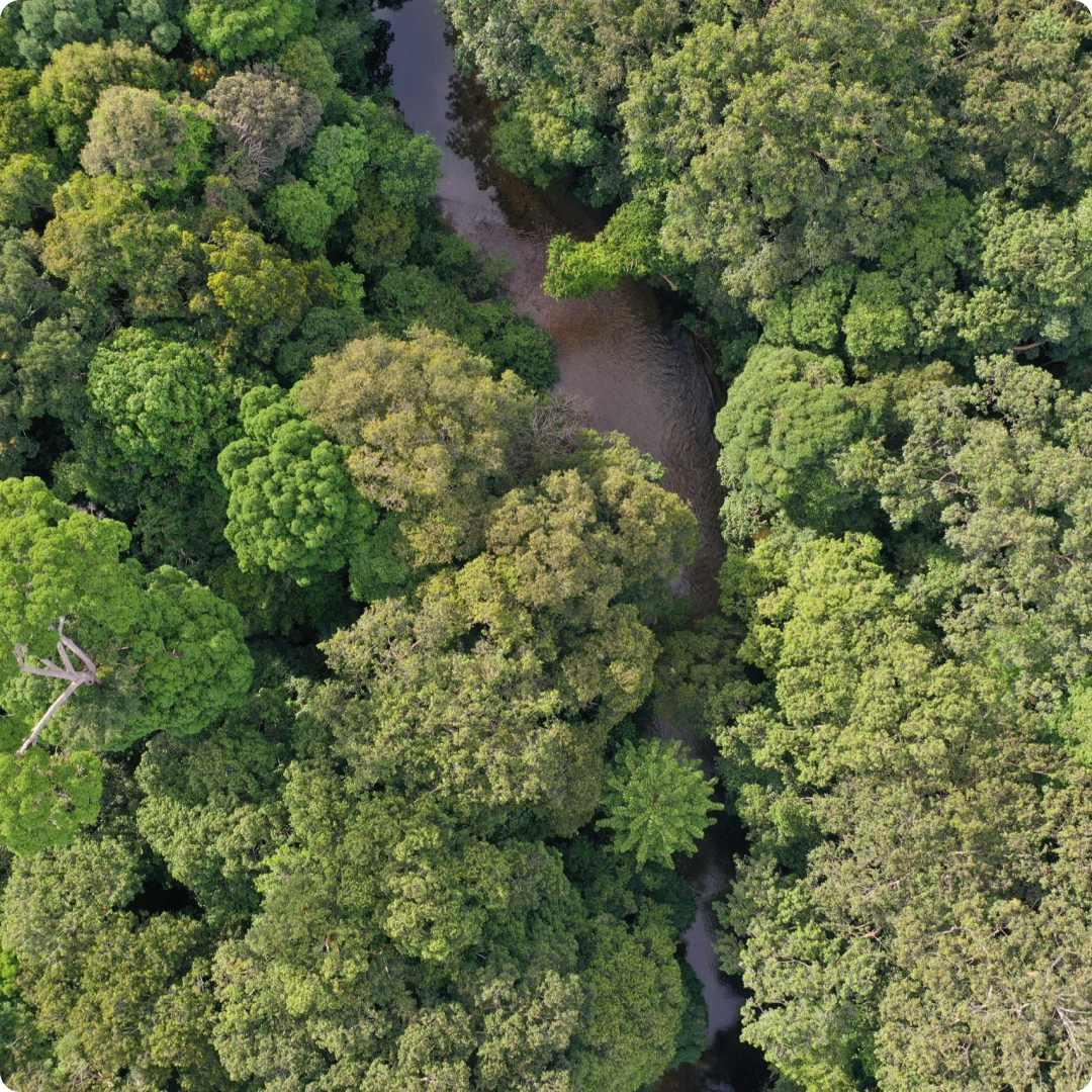 borneo rainforest
