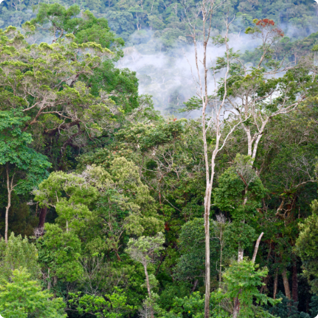 borneo rainforest