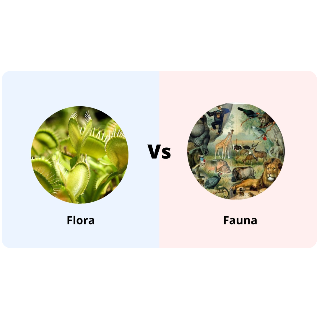flora and fauna