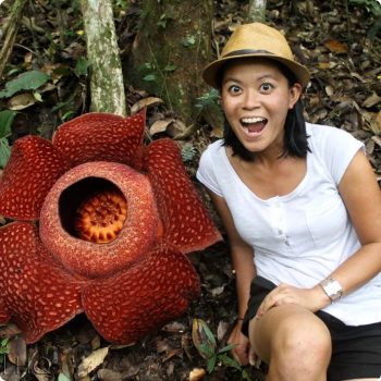 Rafflesia Malaysia : 11 Facts About World Largest Flower!
