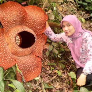 Rafflesia Malaysia : 11 Facts About World Largest Flower!