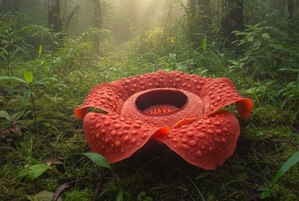 rafflesia malaysia